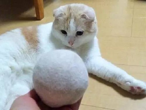 猫咪掉毛有什么原因 猫咪掉毛原因