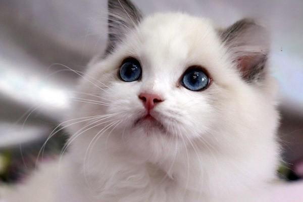 1617266632602137.jpg 智商排名前十的猫咪