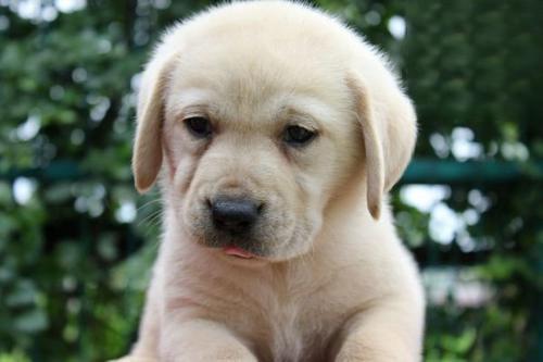 1609167060194576.jpg 狗狗吃什么提升免疫力