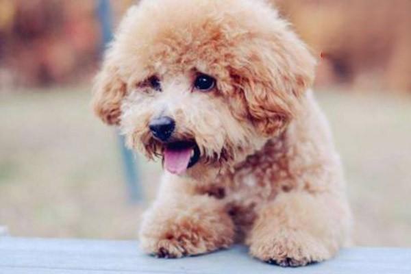 为什么中老年狗狗容易得心脏病? 为什么中老年狗狗容易得心脏病?