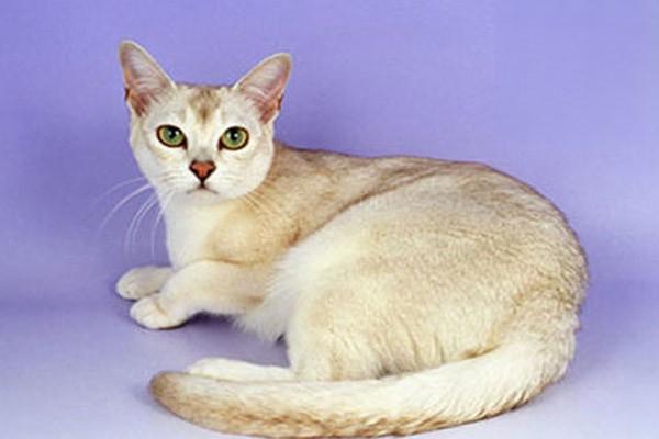 1611219739545964.jpg 猫咪鸳鸯眼的秘密