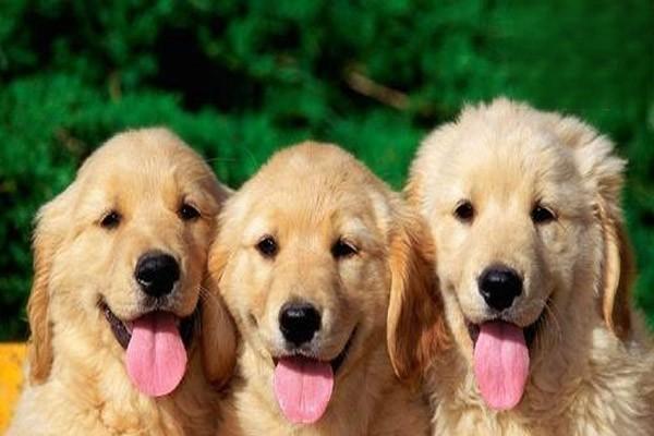 狗狗身体差的表现 狗狗身体差的表现