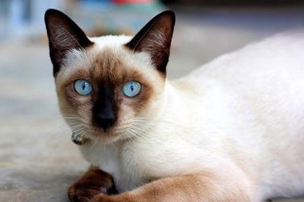 1612246203215978.jpg 猫咪生病了要不要去看医生