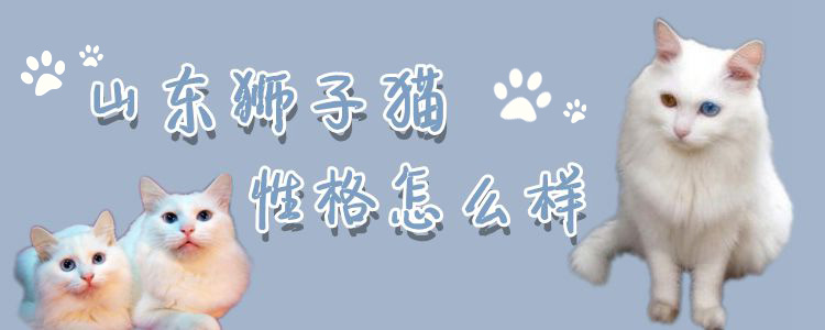 山东狮子猫性格怎么样