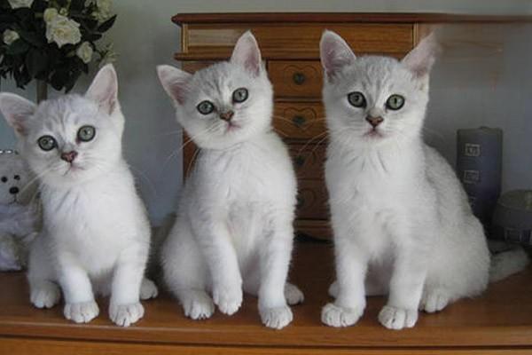 1616983206245181.jpg 狗狗猫咪打喷嚏一定是感冒吗