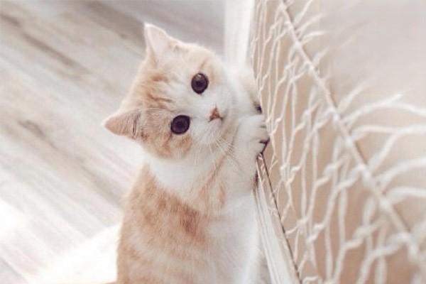 猫咪一定要绝育吗? 猫咪一定要绝育吗?