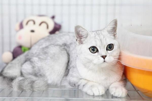 1619164202527434.jpg 猫咪在春季容易得的疾病