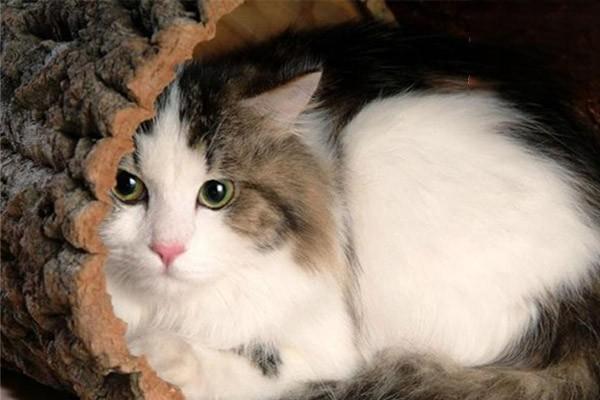 猫咪因为肥胖患上糖尿病,应该怎么办? 猫咪因为肥胖患上糖尿病,应该怎么办?