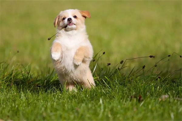 狗狗容易对什么过敏? 狗狗容易对什么过敏?