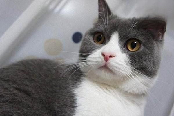 怎么判断猫是否得牙周炎? 怎么判断猫是否得牙周炎?