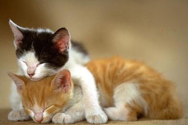 怎么判断猫是否得牙周炎? 怎么判断猫是否得牙周炎?