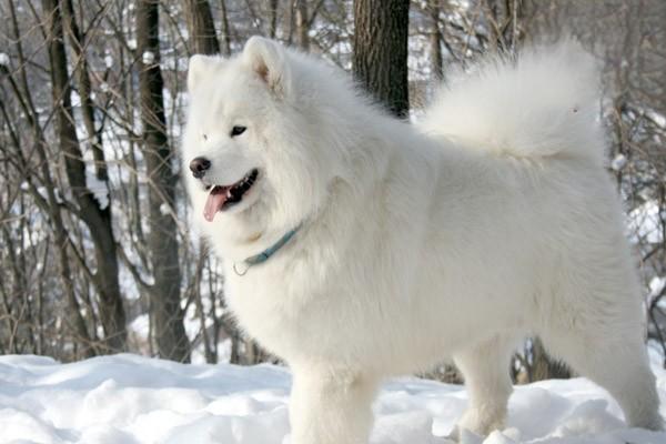 1619685317892886.jpg 训练狗狗大小便的方法