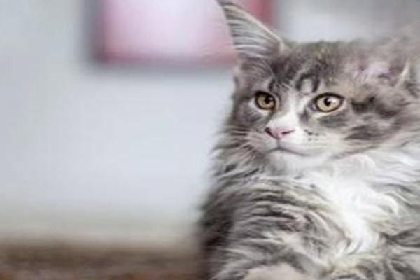 1615868388757479.jpg 如何给猫转换饮食习惯