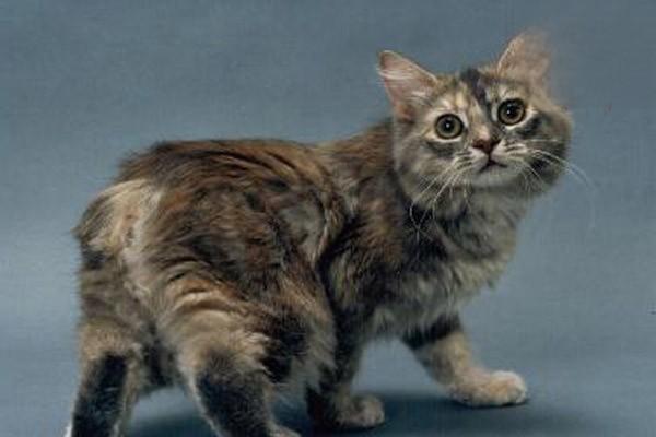 1617266690531231.jpg 智商排名前十的猫咪