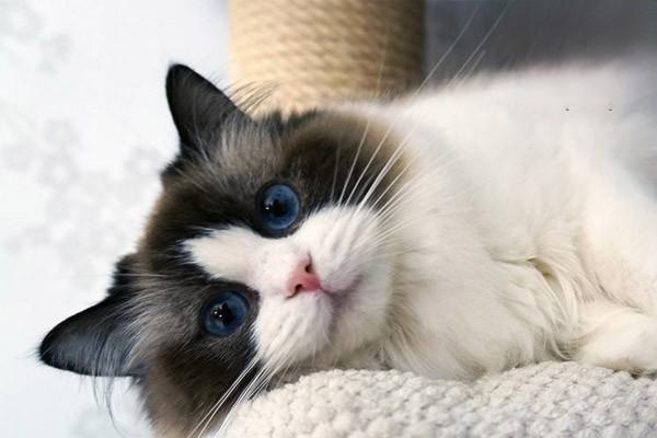 1621321267448926.jpg 被猫咬了怎么办 应急解决方法