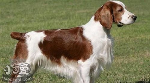 如何训练威尔士跳猎犬卧倒 威尔士跳猎犬卧倒训练