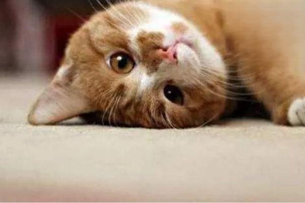 1604906488593694.jpg 关于猫咪绝育护理,你不能忽略的细节.jpg