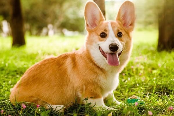 1610683034984153.jpg 犬细小病毒的危害与治疗