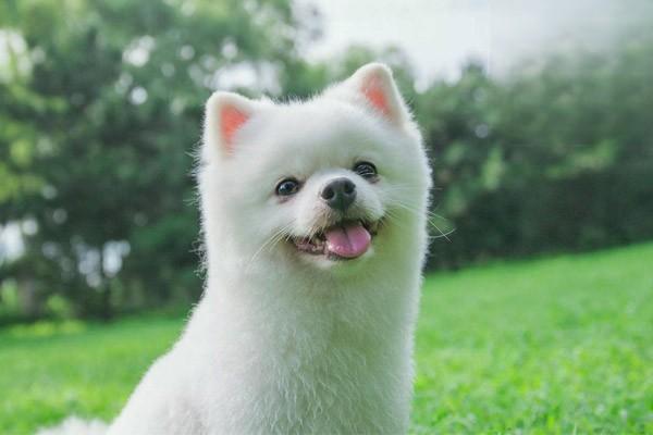 1611566810648806.jpg 老年狗怎么喂养