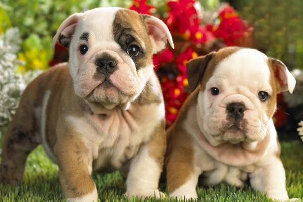 1614926762748486.jpg 为什么狗讨厌下雨