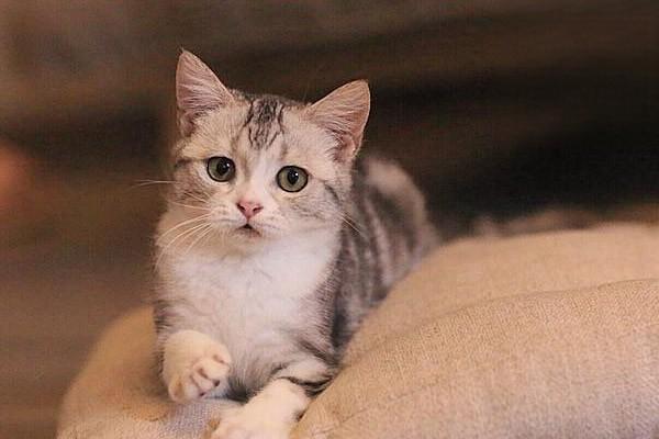 1611741653460050.jpg 猫咪总是呕吐这是怎么回事