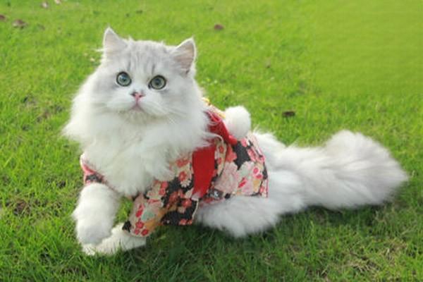 1611038895332979.jpg 猫难产的原因有哪些