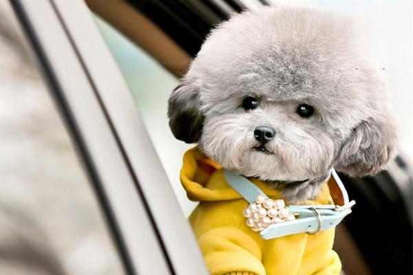 1615971606717572.jpg 狗狗掉毛的主要原因及处理方法