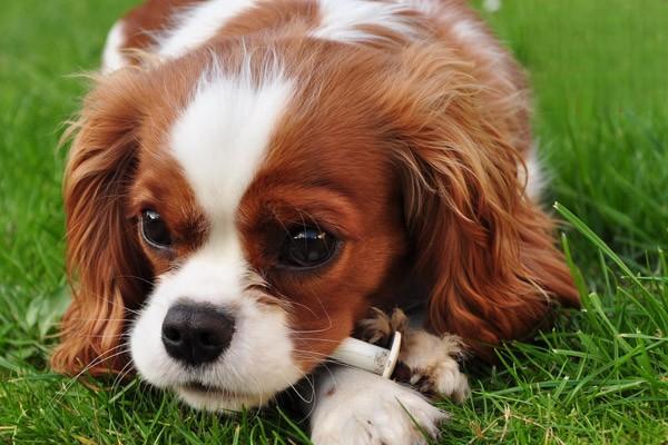 1617350405158324.jpg 狗狗很粘人是正常的吗