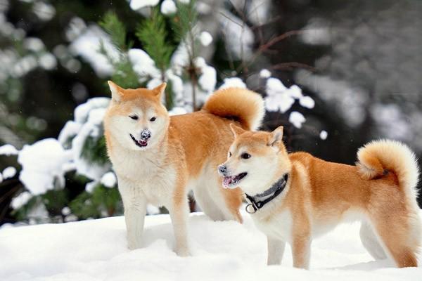 1612427487712330.jpg 狗狗为什么爱偷吃猫粮