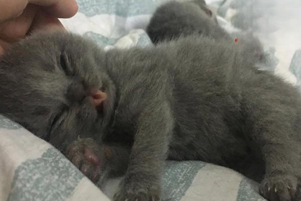 1621321261963850.jpg 被猫咬了怎么办 应急解决方法