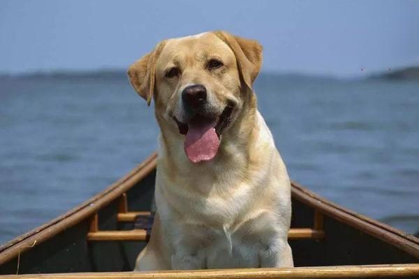 1621246969766685.jpg 海洋之星狗粮好不好 狗狗喜欢吗