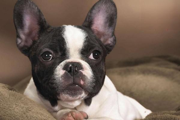 卡洛芬对狗的毒性概述