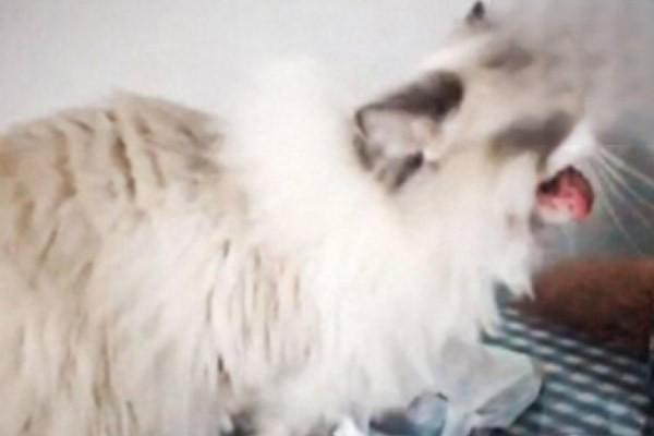 1604407537362627.jpg 猫吃驱虫药吐了.jpg