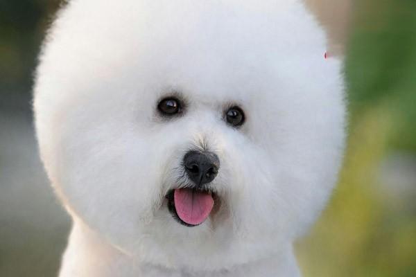 为什么狗狗总是发抖? 为什么狗狗总是发抖?