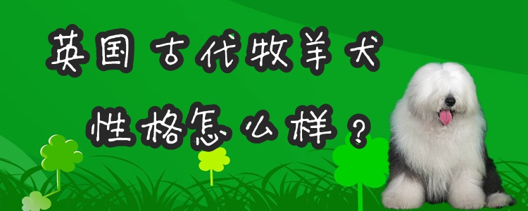 英国古代牧羊犬性格怎么样