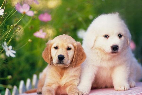 1612427514920386.jpg 狗狗为什么爱偷吃猫粮