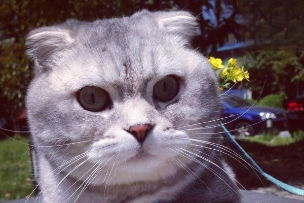 1619164239360460.jpg 猫咪在春季容易得的疾病