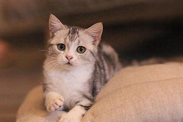 1621596071815434.jpg 猫狗便秘问题