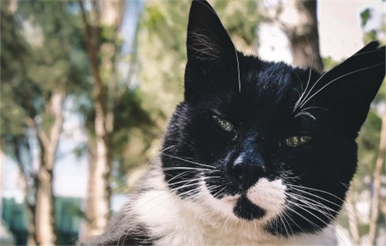 猫狂犬病的六大症状表现 猫咪出现怪异的行为要注意