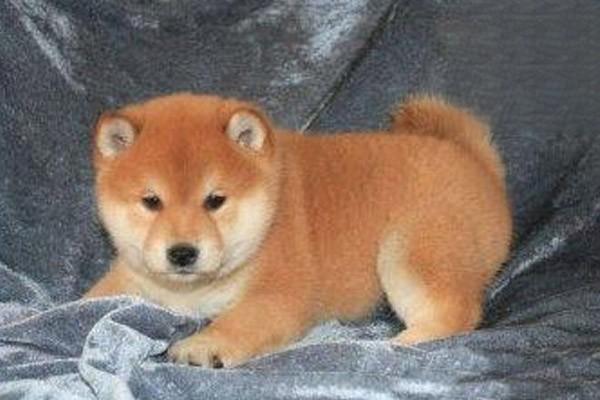 1610683044603179.jpg 犬细小病毒的危害与治疗