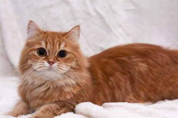 1610523377732778.jpg 猫关节炎有哪些症状怎么治