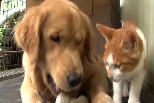 怎么避免猫咪和狗狗打架 怎么避免猫咪和狗狗打架