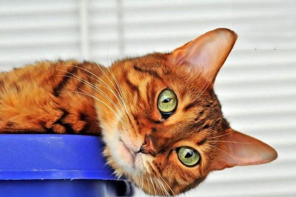 猫感冒流鼻涕能自愈吗 猫感冒流鼻涕能自愈吗