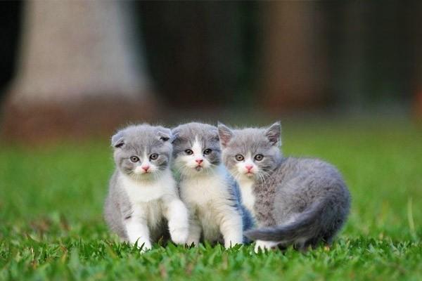 1611647242995855.jpg 猫狗大肠杆菌病怎么治疗