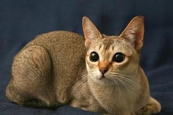 1618989961563288.jpg 猫咪爱发脾气怎么办