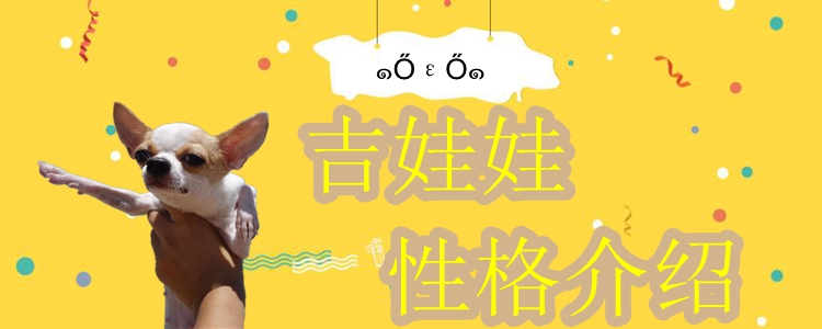 吉娃娃性格特点是什么