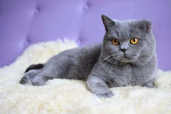 1615868321294035.jpg 如何给猫转换饮食习惯