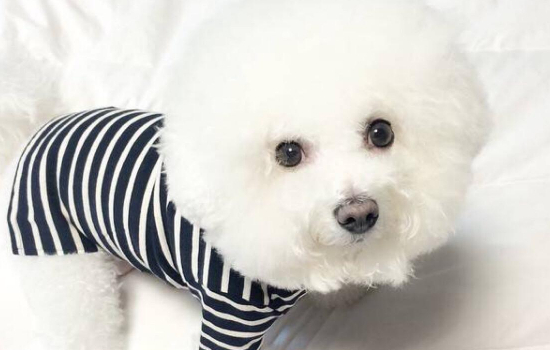 博美犬泪痕怎么处理 这些方法很实用!