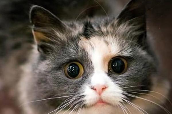 1616382895210638.jpg 什么是猫抓病,被猫抓了怎么办