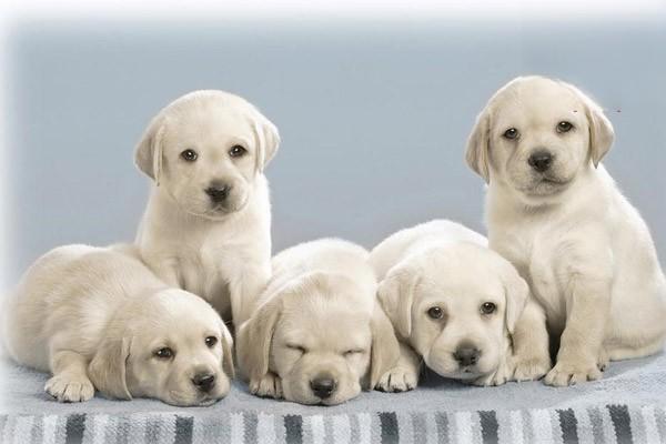 狗狗老年痴呆的症状 狗狗老年痴呆的症状